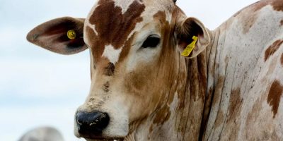 Os bovinos estão presentes em todos os 295 municípios catarinenses/Foto: Internet