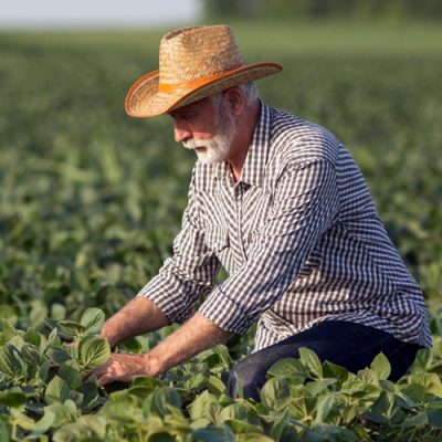 Dia do Agricultor (28/07)/Foto: Internet