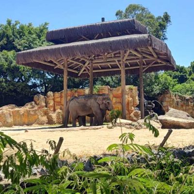 Mundo Animal do Beto Carrero World: uma história que vai deixar saudades/Foto: Evandro Novak-TV Bom Dia SC