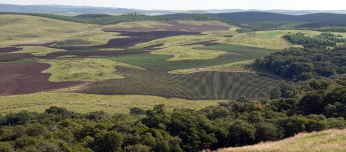 Foto mostra o avanço da agricultura e da produção de pinus na área dos campos naturais no município de Água Doce/Foto: Divulgação/Epagri