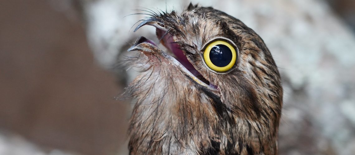 Parque das Aves em Foz do Iguaçu anuncia nascimento inédito no Brasil