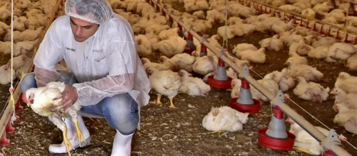 FAESC alerta avicultores sobre a importância da biosseguridade/Foto: Internet