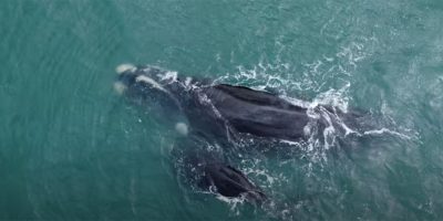 Projeto ProFRANCA participa de curso sobre desencalhe de grandes baleias em Santa Catarina