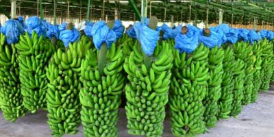 Produção de banana se recupera e volta ao patamar de 2019 em SC