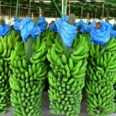 Produção de banana se recupera e volta ao patamar de 2019 em SC