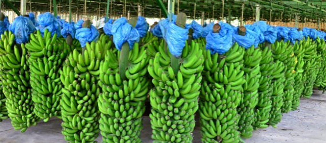 Produção de banana se recupera e volta ao patamar de 2019 em SC