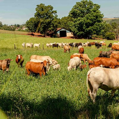 A pecuária de corte também apresenta queda acentuada nos preços/Foto: Suellen Santin-MB