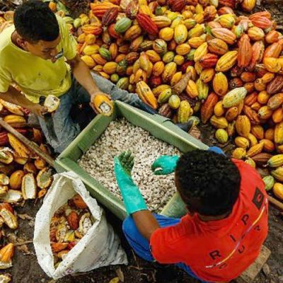 Cacau nas alturas: Preços atingem máximas dos últimos 46 anos