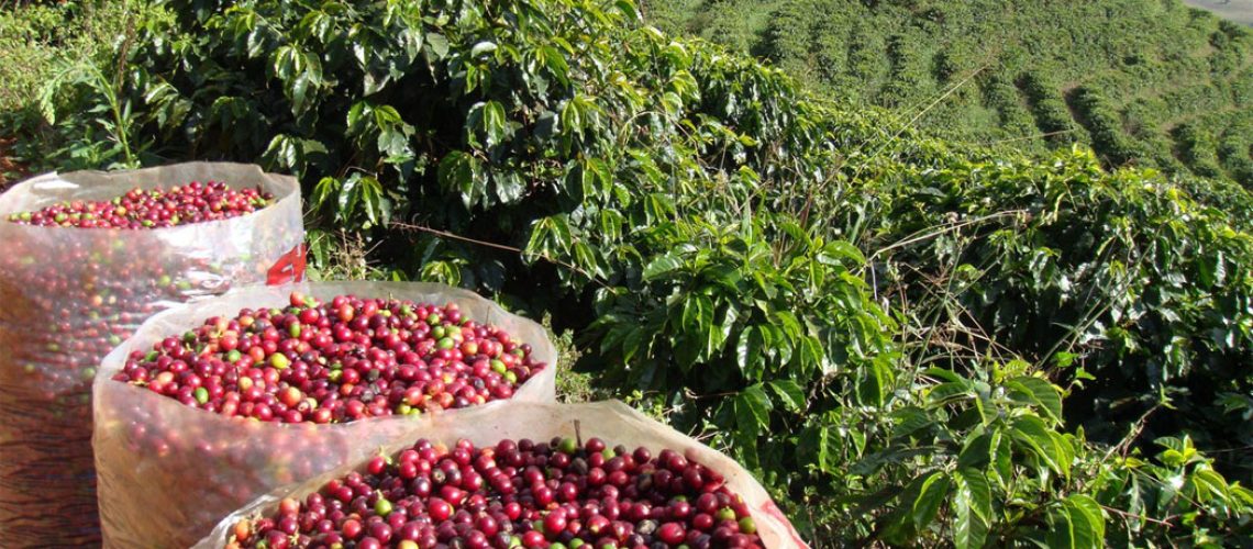 Os segredos do café mais desejado do mundo será desvendado em Gramado