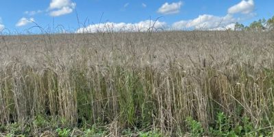 Uma consequência das chuvas é o atraso na colheita de culturas de inverno, como é caso do trigo, no Oeste de SC/Foto: Divulgação/Epagri