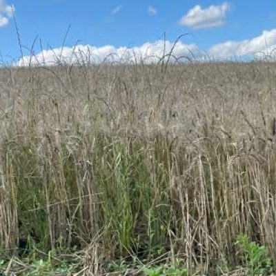 Uma consequência das chuvas é o atraso na colheita de culturas de inverno, como é caso do trigo, no Oeste de SC/Foto: Divulgação/Epagri