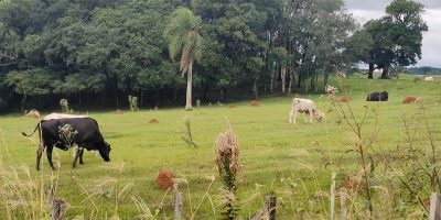 14/10 – É o Dia Nacional da Pecuária/Foto: Maely Silva-Bom Dia SC