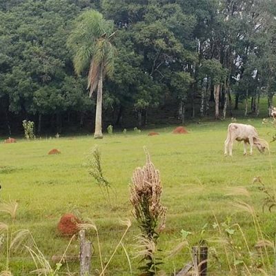 14/10 – É o Dia Nacional da Pecuária/Foto: Maely Silva-Bom Dia SC