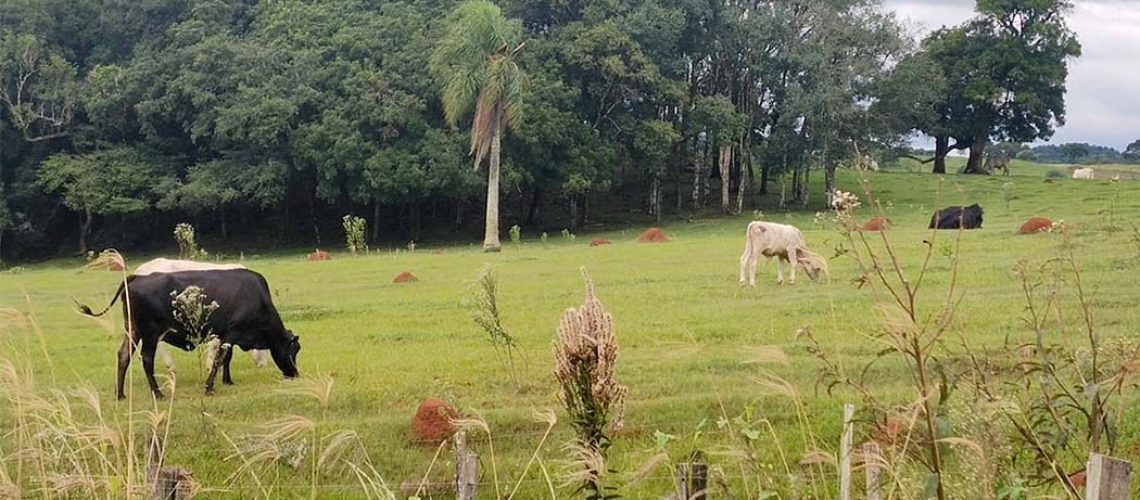 14/10 – É o Dia Nacional da Pecuária/Foto: Maely Silva-Bom Dia SC