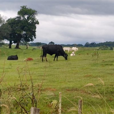 FAESC avalia de forma positiva atuação do Caoagro no combate ao crime no agronegócio/Foto: Evandro Novak-Bom Dia SC