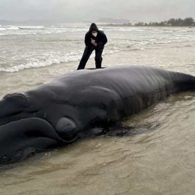 Filhote de baleia-franca encalhado em Imbituba, consegue voltar ao mar/Foto: Instituto Australis