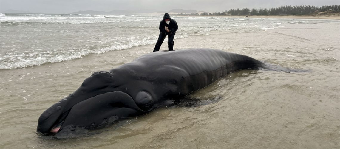 Filhote de baleia-franca encalhado em Imbituba, consegue voltar ao mar/Foto: Instituto Australis
