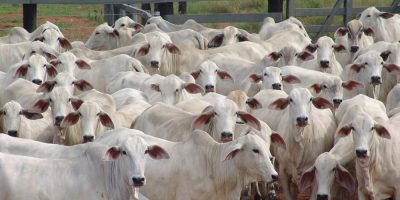 Pecuaristas ganham nova ferramenta para aquisição de animais