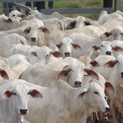 Pecuaristas ganham nova ferramenta para aquisição de animais