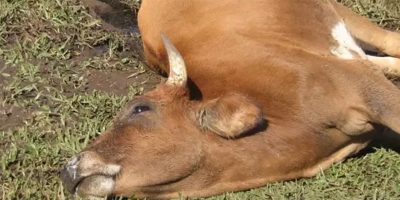 Raiva bovina: Saiba como evitar a contaminação do rebanho