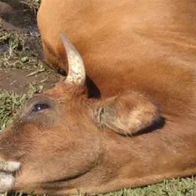 Raiva bovina: Saiba como evitar a contaminação do rebanho
