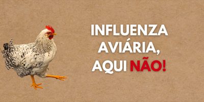 Medidas de prevenção da influenza aviária devem ser mantidas em todo o Estado de SC