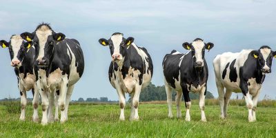 As maciças importações de lácteos beneficiaram o consumidor brasileiro com a queda de preços no varejo, mas abalaram a cadeia produtiva/Foto: divulgação Shutterstock