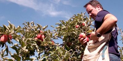 Epagri capacita produtores de maçã