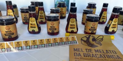 Produtor de mel de melato de bracatinga alcança registro de Identificação Geográfica (IG)
