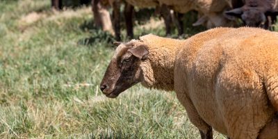 Ovinocultura catarinense, seja de carne ou de leite, ainda é um setor incipiente, mas começa a se mobilizar para enfrentar seus grandes problemas e tem encontrado forte apoio de entidades/Foto: CNA