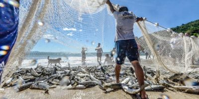 Safra da Tainha: Liberação da pesca industrial e aumento da cota artesanal da esperança aos pescadores catarinenses/Foto: Internet