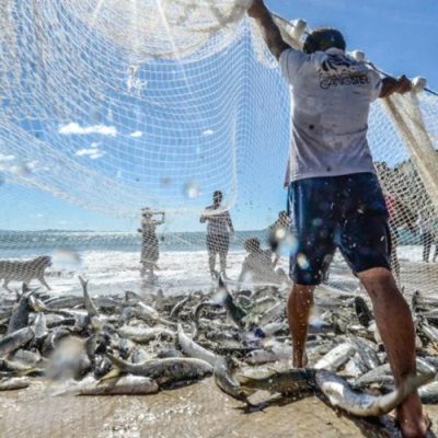 Safra da Tainha: Liberação da pesca industrial e aumento da cota artesanal da esperança aos pescadores catarinenses/Foto: Internet