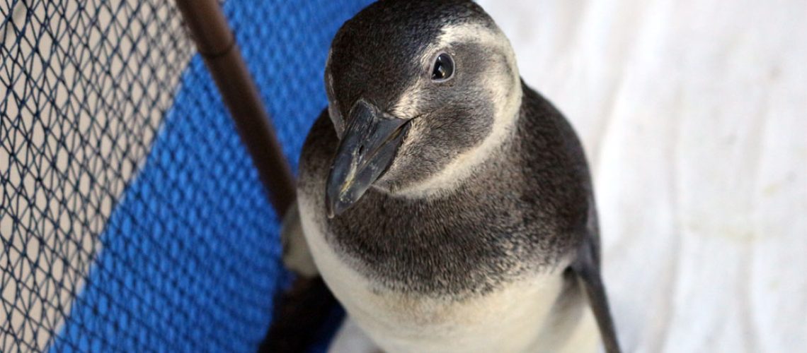 Mais de 500 pinguins são registrados no início da temporada migratória 2024 em Florianópolis
