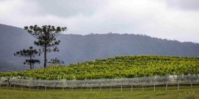 FAESC alerta os produtores Rurais: Prazo para emissão do CCIR encerra nesta quinta-feira (18)/Foto: Divulgação/CNA)