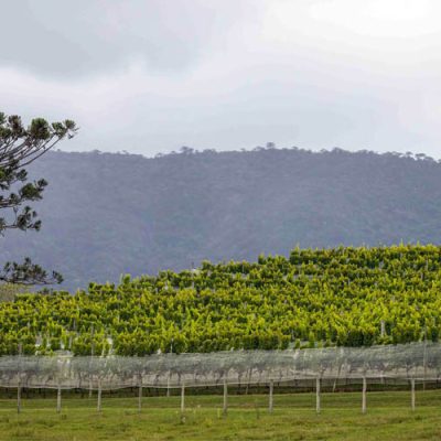 FAESC alerta os produtores Rurais: Prazo para emissão do CCIR encerra nesta quinta-feira (18)/Foto: Divulgação/CNA)