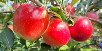 Supermercados da Europa já comercializam maçãs de variedades da Epagri/Foto: Sambóa