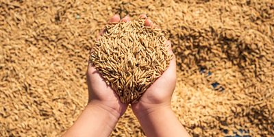 FAESC promove palestra sobre o cenário global do mercado de arroz