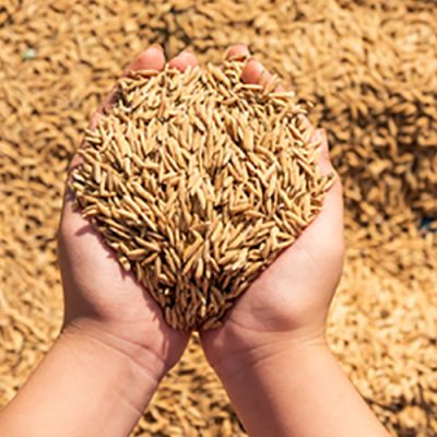 FAESC promove palestra sobre o cenário global do mercado de arroz