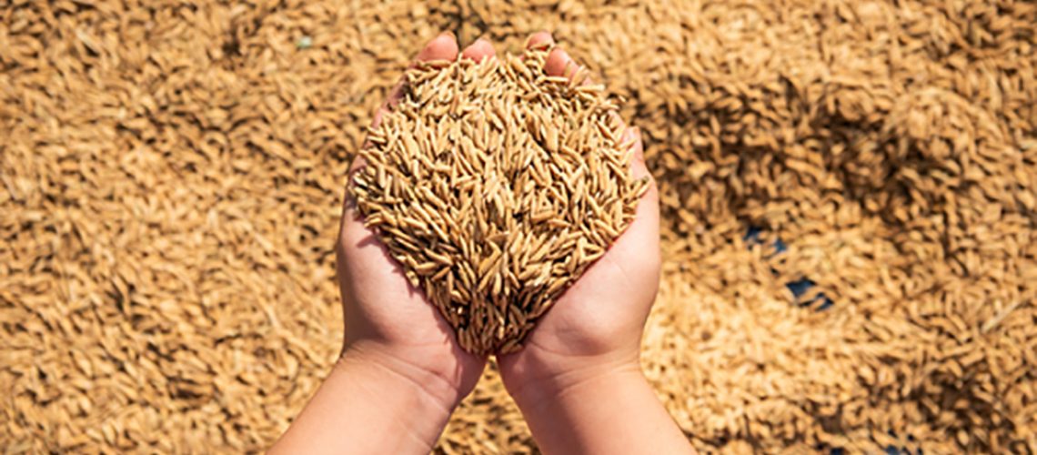 FAESC promove palestra sobre o cenário global do mercado de arroz