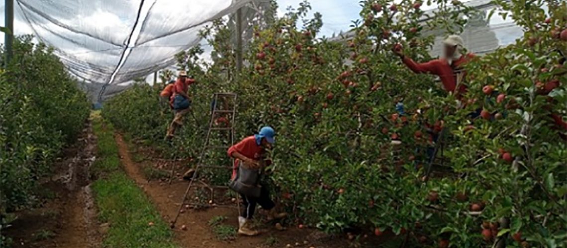 Ressocialização de apenados pelo trabalho em fruticultura na Serra Catarinense se torna referência
