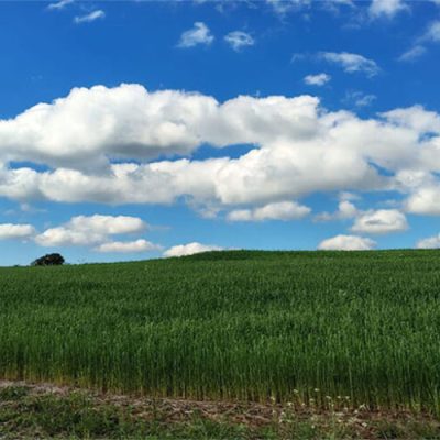 Safra 24/25: com expectativas positivas, arroz catarinense começa a ser plantado/Foto: Maythe Novak-Bom Dia SC