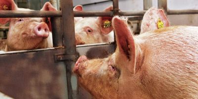 Exportações de carne suína superam 100 mil toneladas em dezembro/Foto: Internet