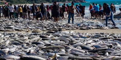 Com cota reduzida modalidade da pesca da tainha é obrigada a ser encerrada no meio da safra em SC