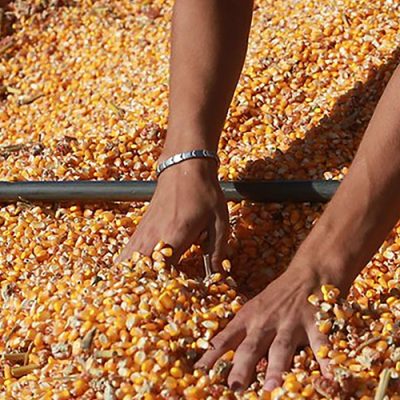 Governador garante R$ 110 milhões e 200 mil sacas de sementes de milho para o Terra Boa em SC