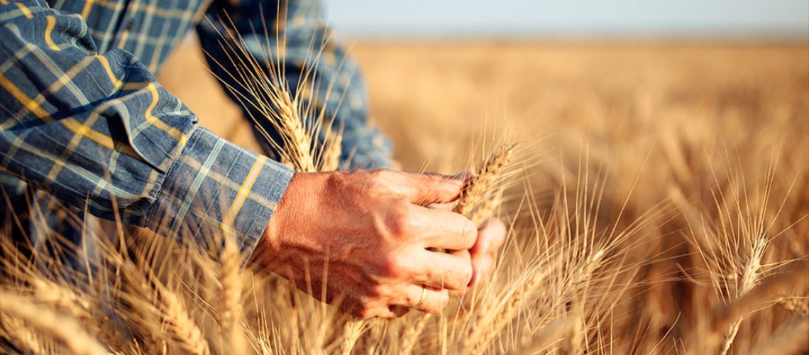 Produção de trigo em SC deve ser 38% maior neste ano