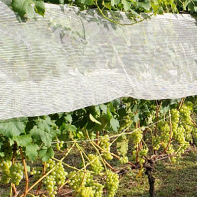 Epagri aprova uvas para produção de vinhos finos mais sustentáveis para Santa Catarina