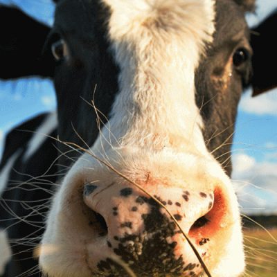 Incentivo à produção de leite, gado de corte e ovinos no Meio-Oeste de SC/ Foto: Internet