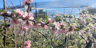 Os pomares congelados na Villaggio Di Frutta encantam os olhos/Foto: Jeferson Argenton