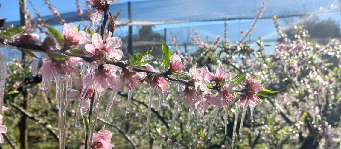 Os pomares congelados na Villaggio Di Frutta encantam os olhos/Foto: Jeferson Argenton