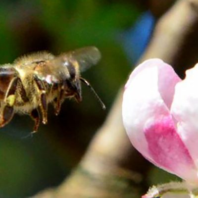 Com o serviço de polinização, as abelhas têm participação em grande parte da produção de alimentos